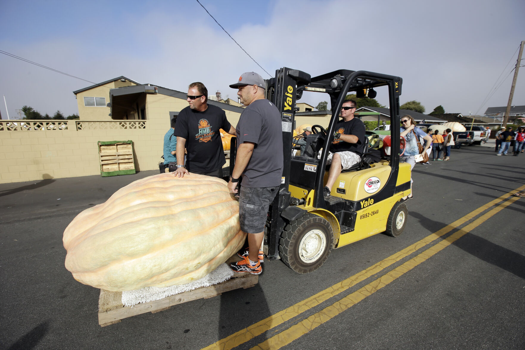 Giant Pumpkins